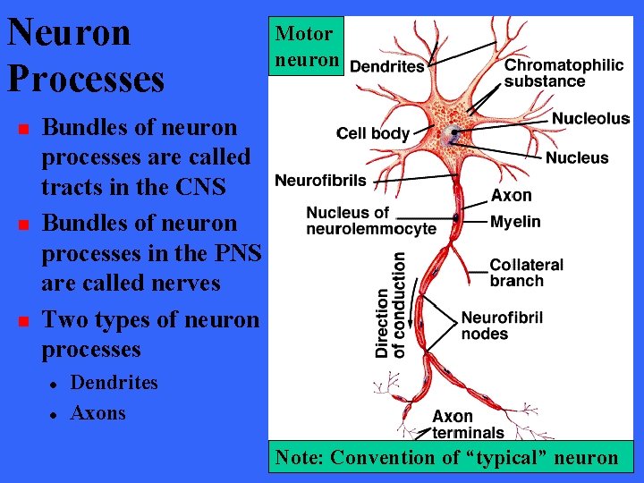 Neuron Processes n n n Motor neuron Bundles of neuron processes are called tracts