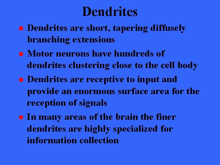 Dendrites n n Dendrites are short, tapering diffusely branching extensions Motor neurons have hundreds
