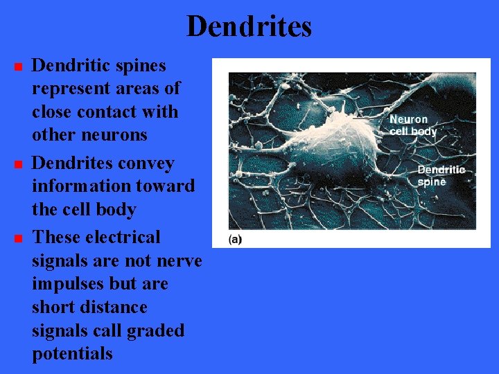 Dendrites n n n Dendritic spines represent areas of close contact with other neurons