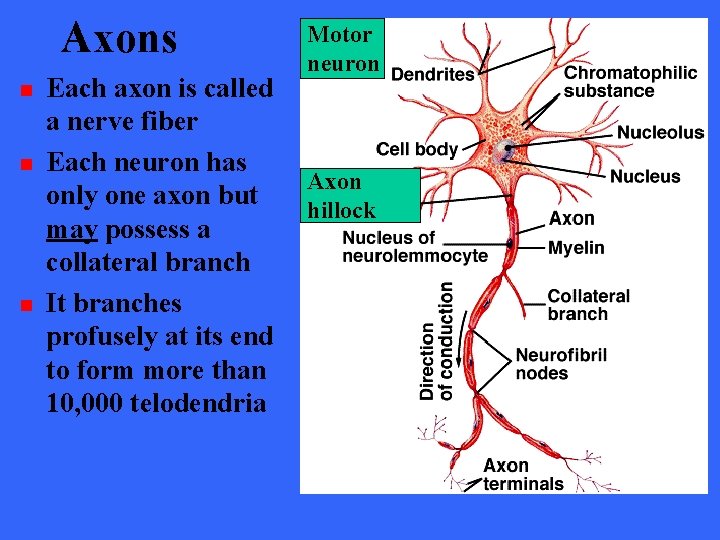 Axons n n n Each axon is called a nerve fiber Each neuron has