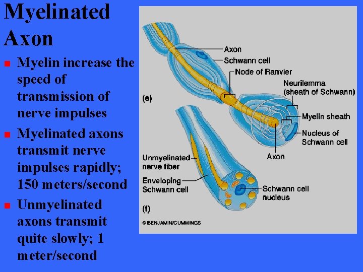 Myelinated Axon n Myelin increase the speed of transmission of nerve impulses Myelinated axons