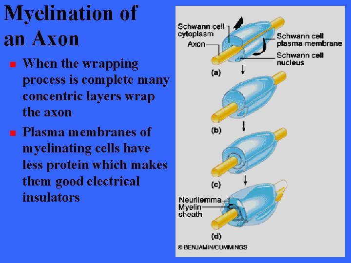 Myelination of an Axon n n When the wrapping process is complete many concentric