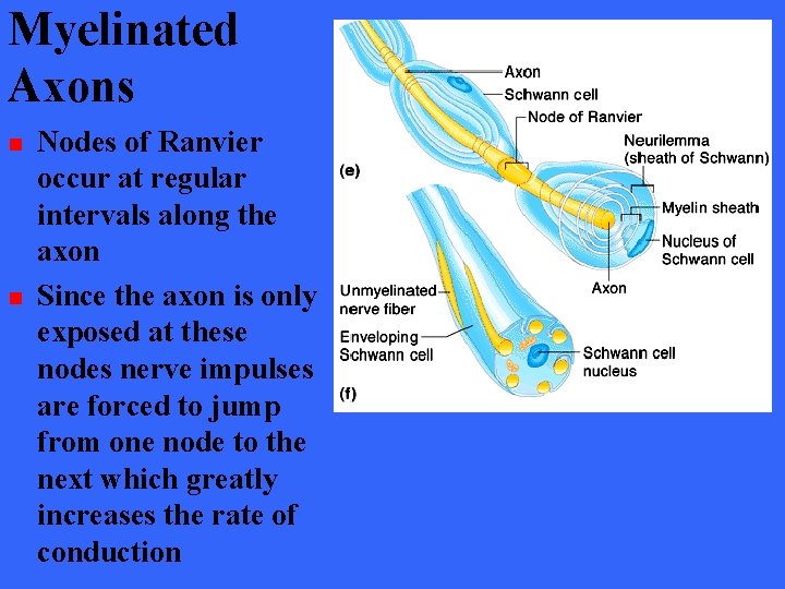 Myelinated Axons n n Nodes of Ranvier occur at regular intervals along the axon
