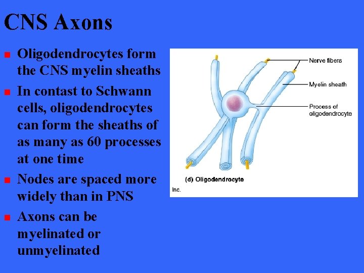 CNS Axons n n Oligodendrocytes form the CNS myelin sheaths In contast to Schwann