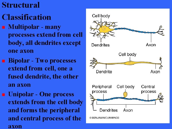 Structural Classification n Multipolar - many processes extend from cell body, all dendrites except