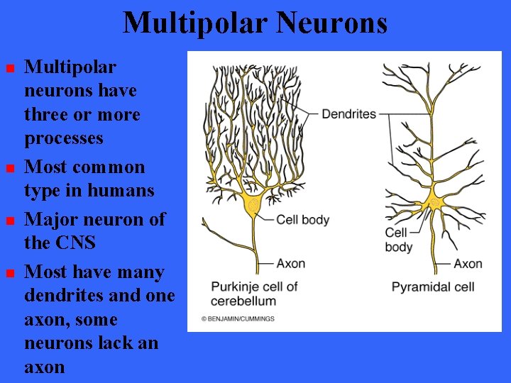 Multipolar Neurons n n Multipolar neurons have three or more processes Most common type