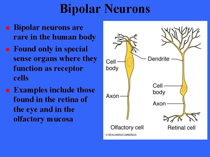 Bipolar Neurons n n n Bipolar neurons are rare in the human body Found