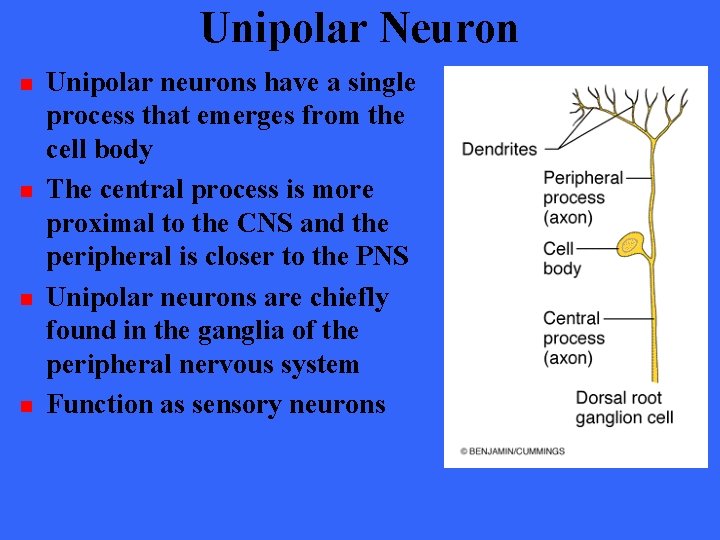 Unipolar Neuron n n Unipolar neurons have a single process that emerges from the