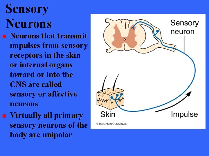 Sensory Neurons n n Neurons that transmit impulses from sensory receptors in the skin