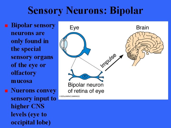 Sensory Neurons: Bipolar n n Bipolar sensory neurons are only found in the special
