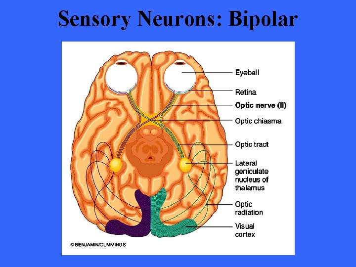 Sensory Neurons: Bipolar 