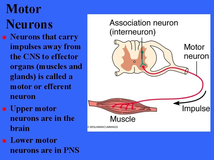 Motor Neurons n n n Neurons that carry impulses away from the CNS to