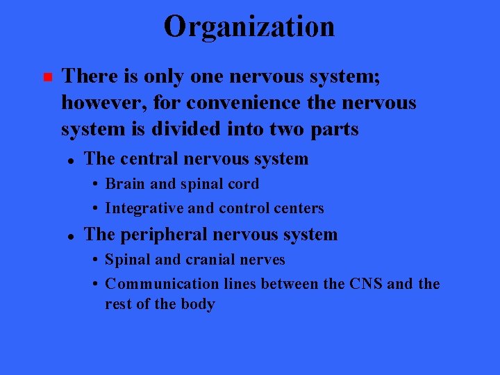 Organization n There is only one nervous system; however, for convenience the nervous system