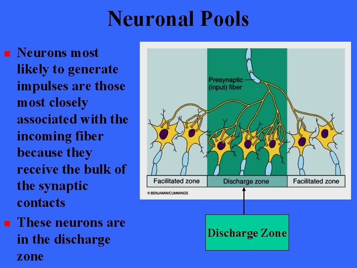 Neuronal Pools n n Neurons most likely to generate impulses are those most closely