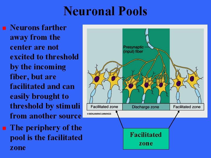 Neuronal Pools n n Neurons farther away from the center are not excited to