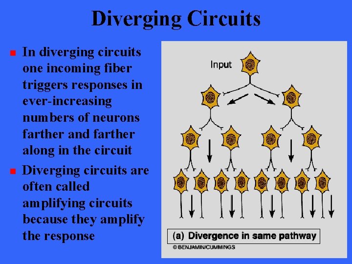 Diverging Circuits n n In diverging circuits one incoming fiber triggers responses in ever-increasing