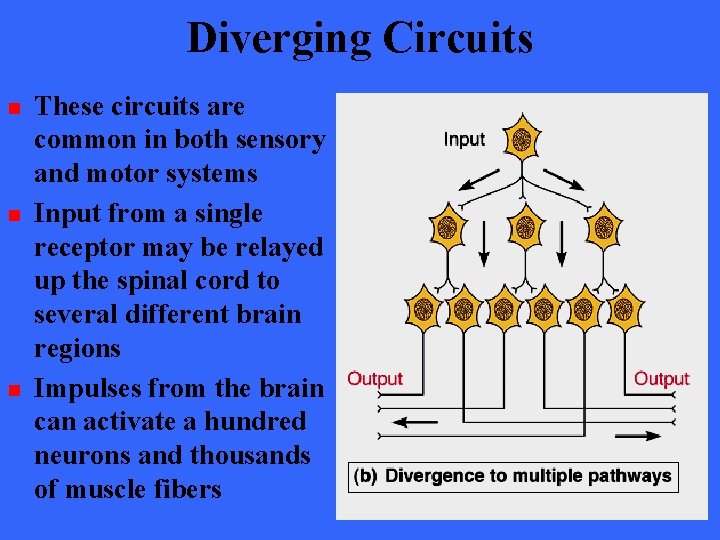 Diverging Circuits n n n These circuits are common in both sensory and motor