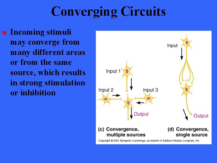Converging Circuits n Incoming stimuli may converge from many different areas or from the