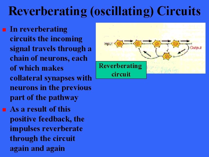 Reverberating (oscillating) Circuits n n In reverberating circuits the incoming signal travels through a