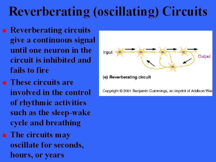Reverberating (oscillating) Circuits n n n Reverberating circuits give a continuous signal until one