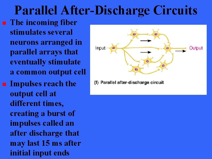 Parallel After-Discharge Circuits n n The incoming fiber stimulates several neurons arranged in parallel