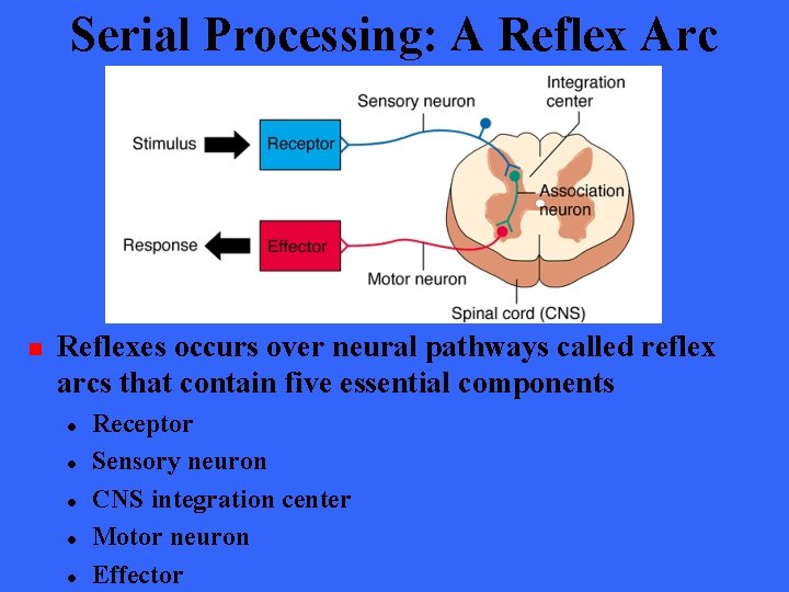 Serial Processing: A Reflex Arc n Reflexes occurs over neural pathways called reflex arcs