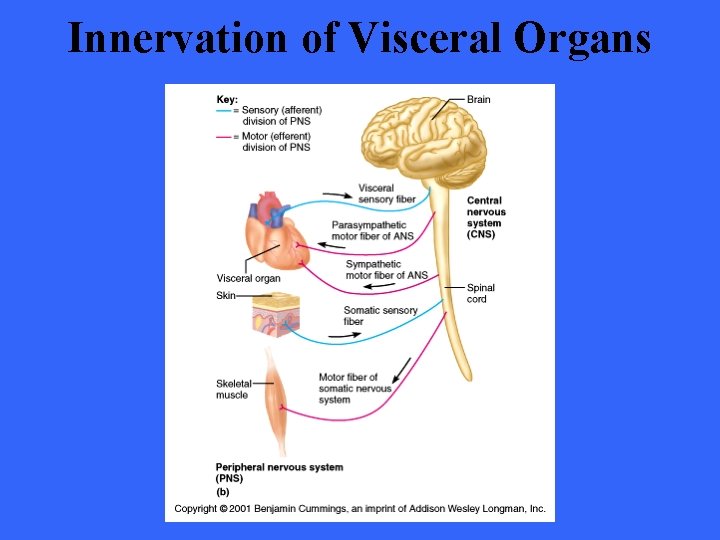 Innervation of Visceral Organs 