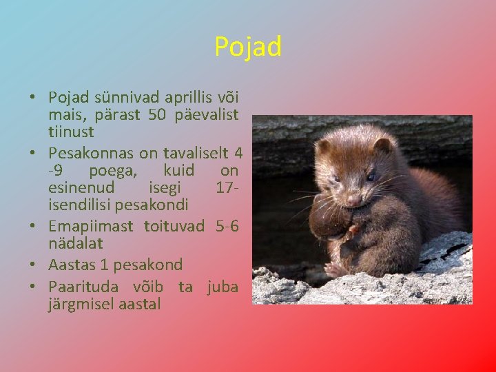 Pojad • Pojad sünnivad aprillis või mais, pärast 50 päevalist tiinust • Pesakonnas on