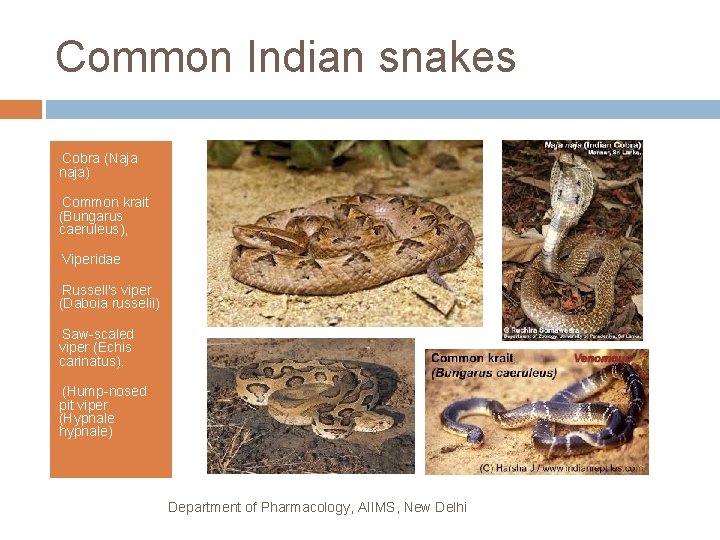 Common Indian snakes • Cobra (Naja naja) • Common krait (Bungarus caeruleus), • Viperidae