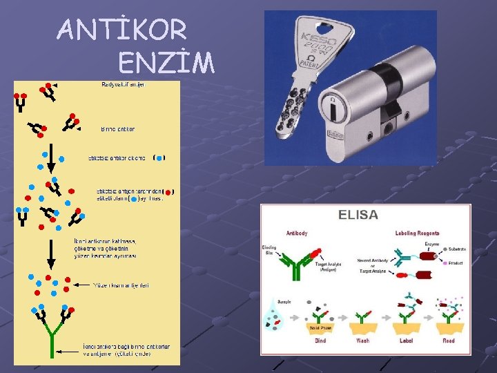 ANTİKOR ENZİM 