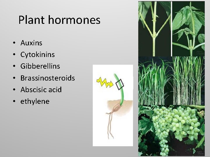 Plant hormones • • • Auxins Cytokinins Gibberellins Brassinosteroids Abscisic acid ethylene 