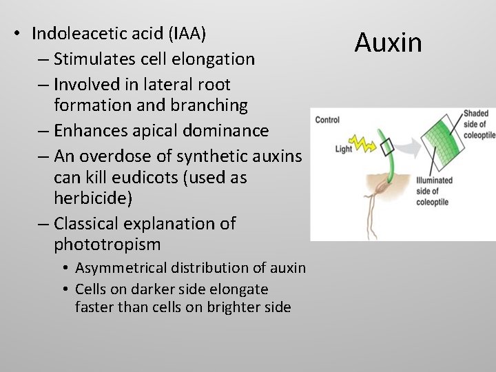 • Indoleacetic acid (IAA) – Stimulates cell elongation – Involved in lateral root