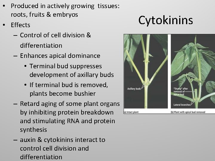  • Produced in actively growing tissues: roots, fruits & embryos • Effects –