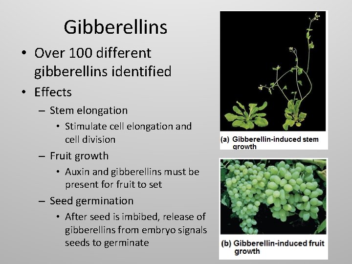 Gibberellins • Over 100 different gibberellins identified • Effects – Stem elongation • Stimulate
