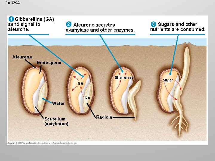Fig. 39 -11 1 Gibberellins (GA) send signal to aleurone. 2 Aleurone secretes α-amylase