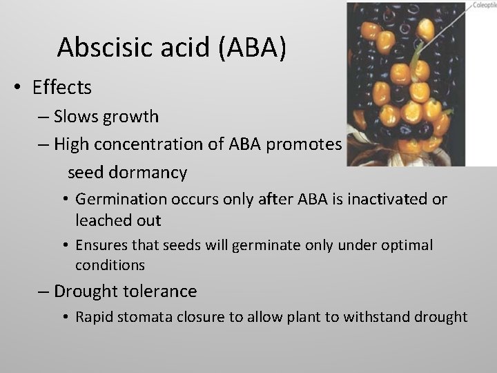 Abscisic acid (ABA) • Effects – Slows growth – High concentration of ABA promotes