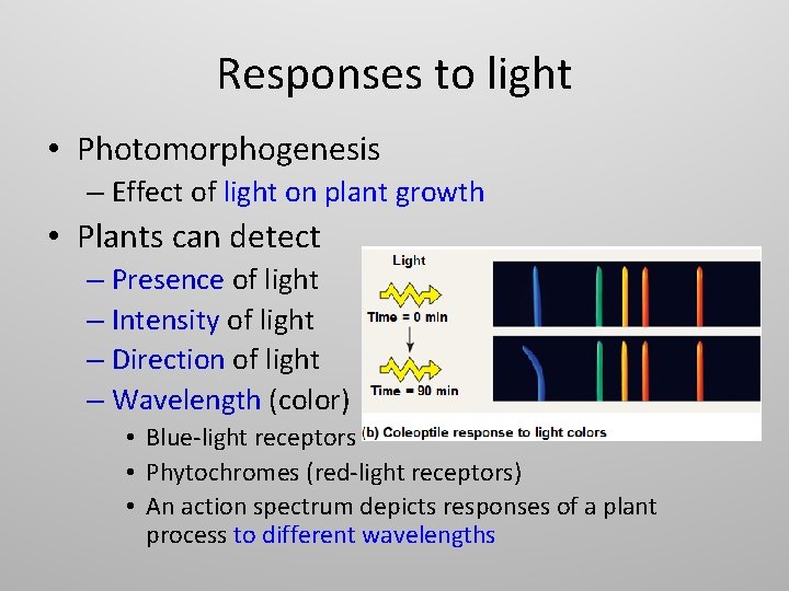 Responses to light • Photomorphogenesis – Effect of light on plant growth • Plants