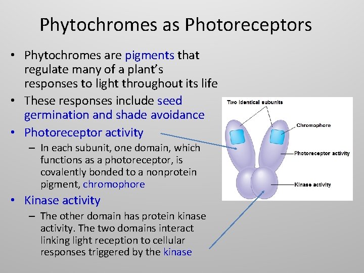 Phytochromes as Photoreceptors • Phytochromes are pigments that regulate many of a plant’s responses