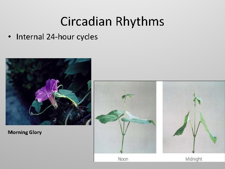 Circadian Rhythms • Internal 24 -hour cycles Morning Glory 