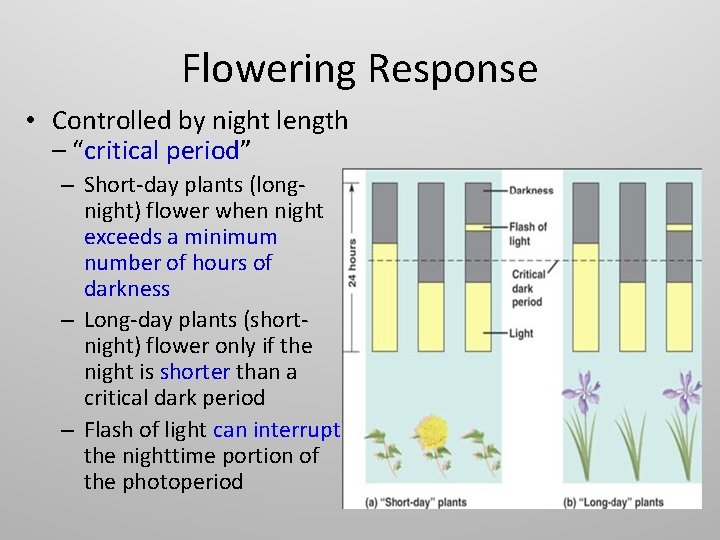 Flowering Response • Controlled by night length – “critical period” – Short-day plants (longnight)