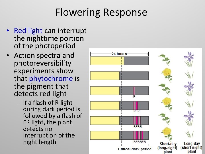 Flowering Response • Red light can interrupt the nighttime portion of the photoperiod •