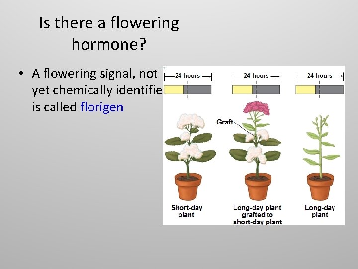 Is there a flowering hormone? • A flowering signal, not yet chemically identified is