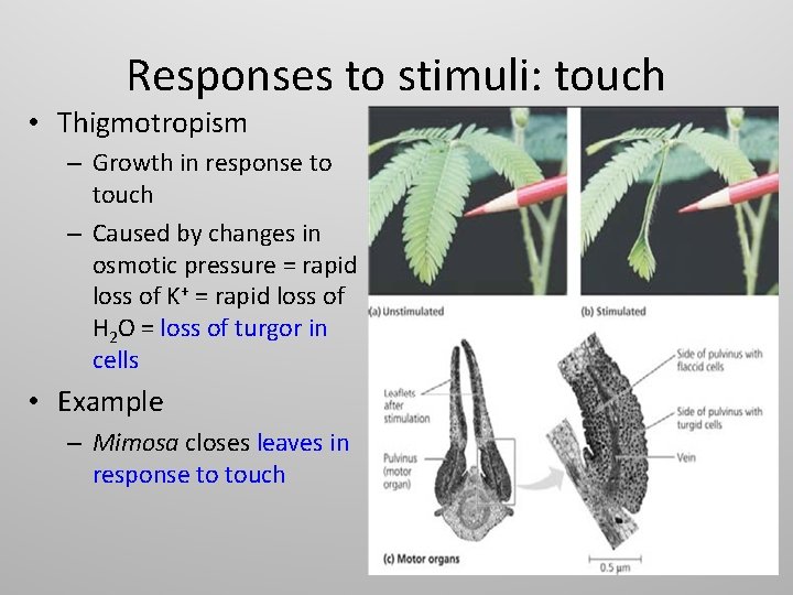 Responses to stimuli: touch • Thigmotropism – Growth in response to touch – Caused