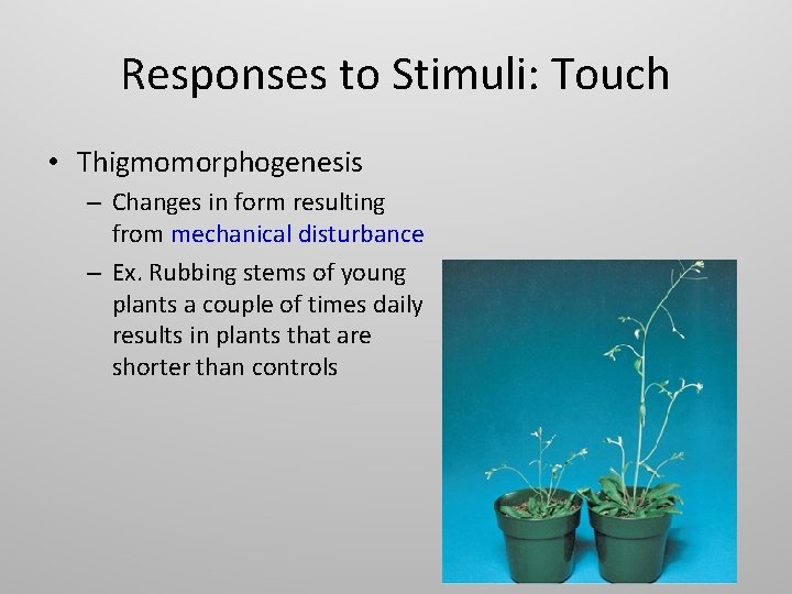 Responses to Stimuli: Touch • Thigmomorphogenesis – Changes in form resulting from mechanical disturbance