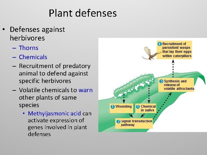 Plant defenses • Defenses against herbivores – Thorns – Chemicals – Recruitment of predatory