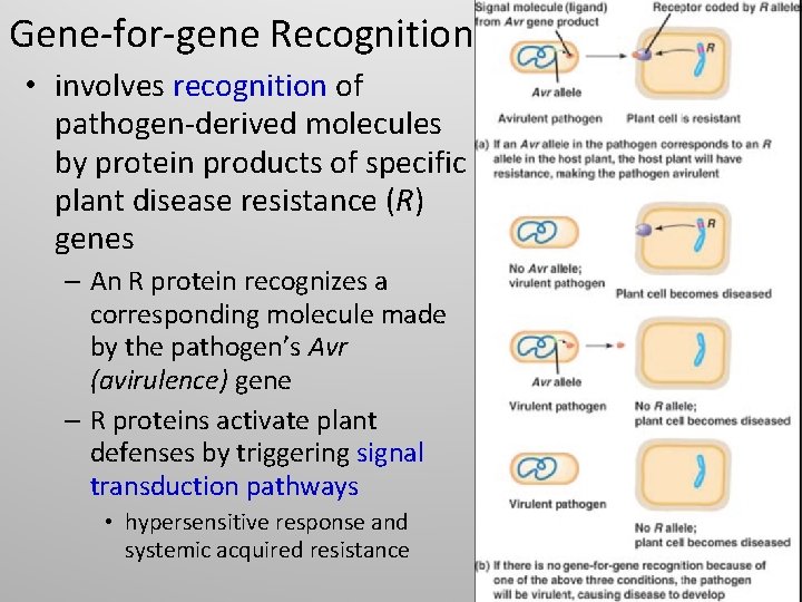 Gene-for-gene Recognition • involves recognition of pathogen-derived molecules by protein products of specific plant