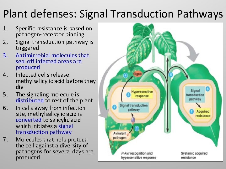 Plant defenses: Signal Transduction Pathways 1. 2. 3. 4. 5. 6. 7. Specific resistance