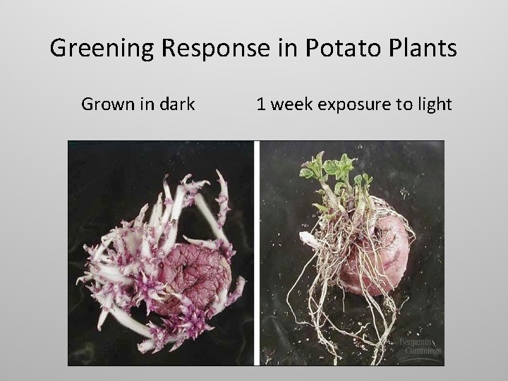 Greening Response in Potato Plants Grown in dark 1 week exposure to light 