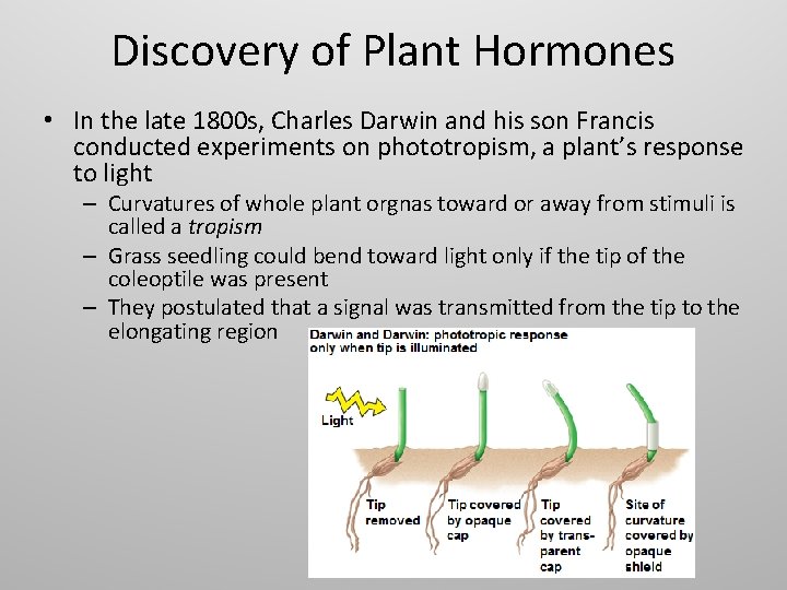 Discovery of Plant Hormones • In the late 1800 s, Charles Darwin and his