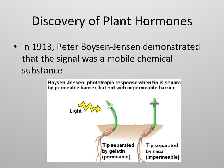 Discovery of Plant Hormones • In 1913, Peter Boysen-Jensen demonstrated that the signal was